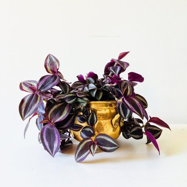 Tradescantia Zebrina, Rooted Cutting, Burgundy or Silver Plus, Wandering Jew, 5-10cm | Hanging Plant