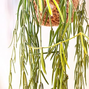 Hoya Linearis, esqueje enraizado/planta entera / Plantas de interior pequeñas / Plantas de interior raras
