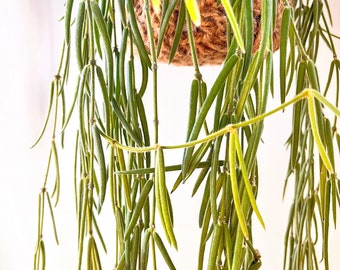 Hoya Linearis, esqueje enraizado/planta entera / Plantas de interior pequeñas / Plantas de interior raras