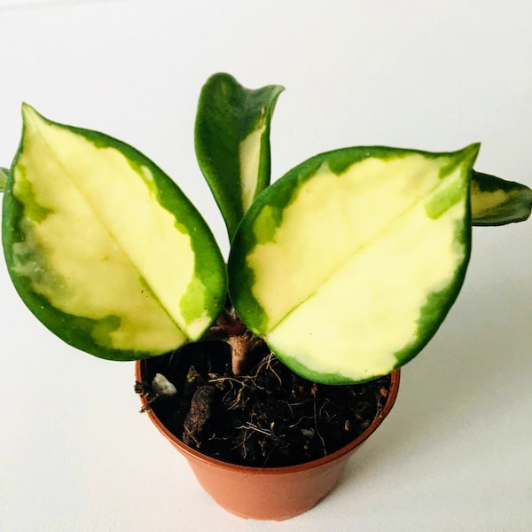 Hoya Carnosa Reine/Princesse Krimson | Plante d'intérieur vivante dans un pot en plastique | Usine de cire | Amoureux des jardinières en cadeau
