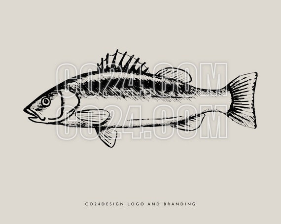 Sea Bass Illustration, Vintage Style Fish Drawing, Hand Drawn Fish