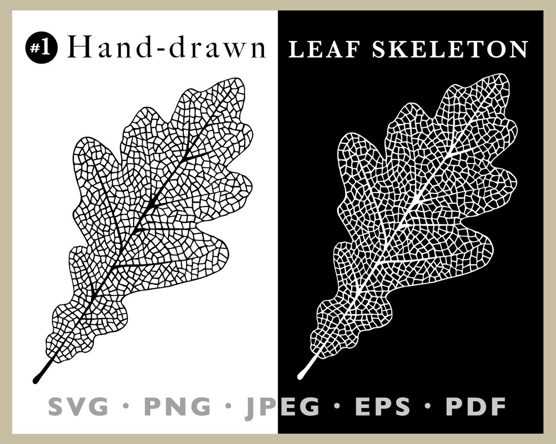 Oak Leaf Skeleton Hand Drawn Illustration Oak Tree Digital Etsy
