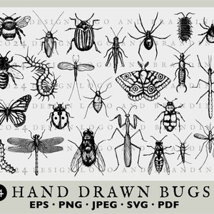 May include: A set of 24 hand-drawn bug illustrations in black and white. The bugs include a bee, a cockroach, a beetle, a spider, a caterpillar, a dragonfly, a butterfly, a moth, a praying mantis, a fly, a mosquito, and a stick insect.