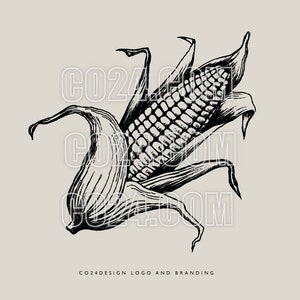 Corn, Maize, Corn Cob Vintage Style Hand Drawn Illustration, Thanksgiving drawing, Harvest Festival Image (eps, svg, jpeg, pdf, png files)