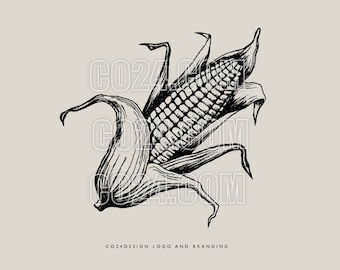 Corn, Maize, Corn Cob Vintage Style Hand Drawn Illustration, Thanksgiving drawing, Harvest Festival Image (eps, svg, jpeg, pdf, png files)