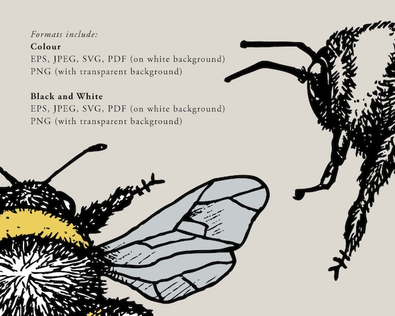 Vintage Bumble Bee Illustration, Hand Drawn Insect Art (digital