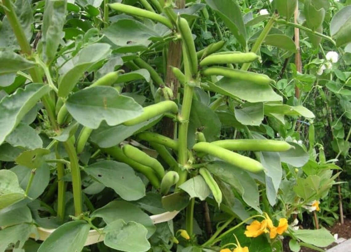 Pinto Runner Beans Seeds x20 Etsy