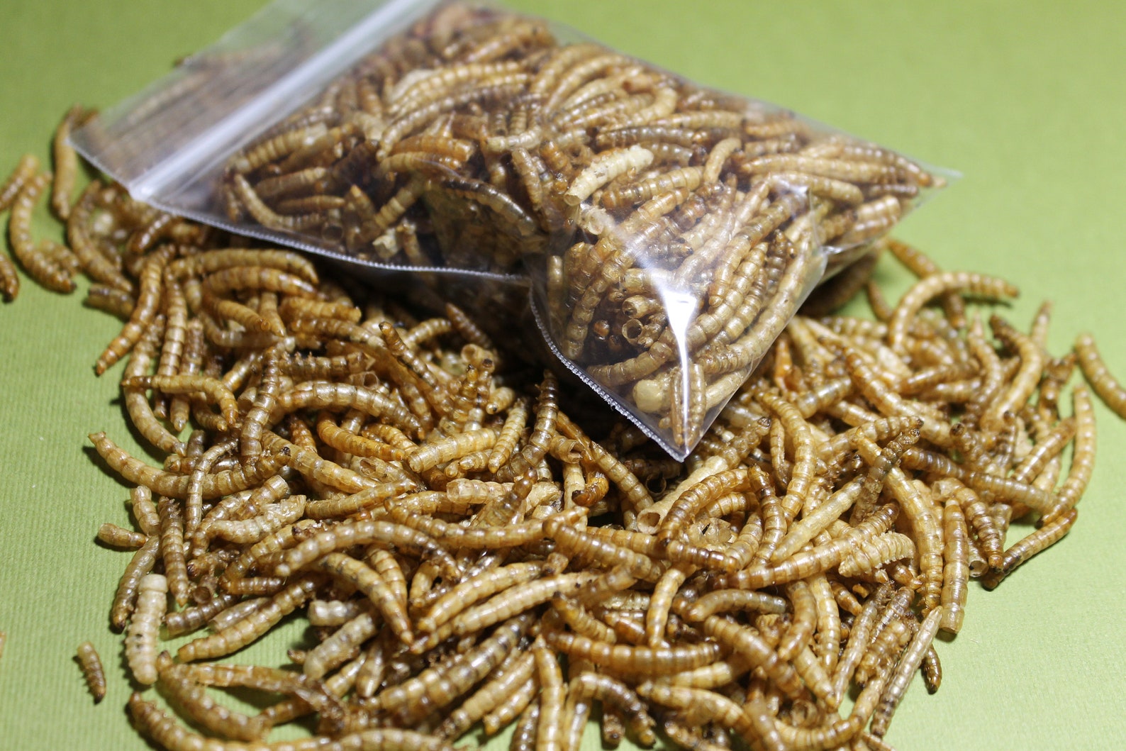 Dry Mealworms Small Animal Diet Etsy