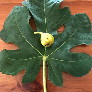 Campaniere Variety Dormant Fig Cutting for rooting