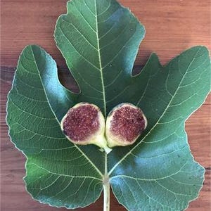 Del Sen Juame Gran (DSJG) Variety Dormant Fig Cutting for rooting