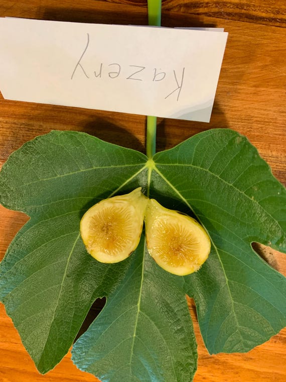 Kazery Variety Non-dormant Fig Cutting for Rooting - Etsy