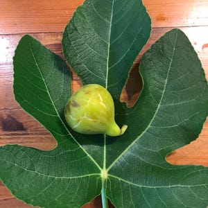 May include: A ripe fig rests on a large, green fig leaf. The fig is a pale green color with a slightly elongated shape. The leaf has prominent veins and a textured surface, set against a wooden background.