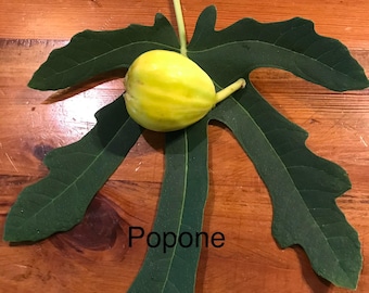 May include: A single yellow fig fruit resting on a large, dark green, five-lobed fig leaf. The word Popone is printed in black text on the surface of the leaf. The leaf has a prominent central stem extending upwards from the base of the fruit.