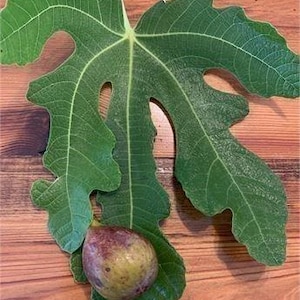 May include: A ripe fig rests on a large, green fig leaf, with a second leaf partially visible. The fig is a mix of purple, red, and yellow. The leaves have prominent veins and are set against a wooden background.