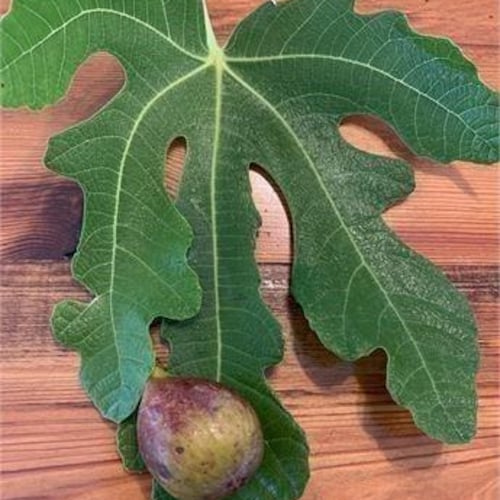 Becnel Smith Variety Non-Dormant Fig Cuttings for rooting