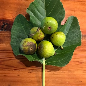 Green Michurinska Fig Tree - Etsy