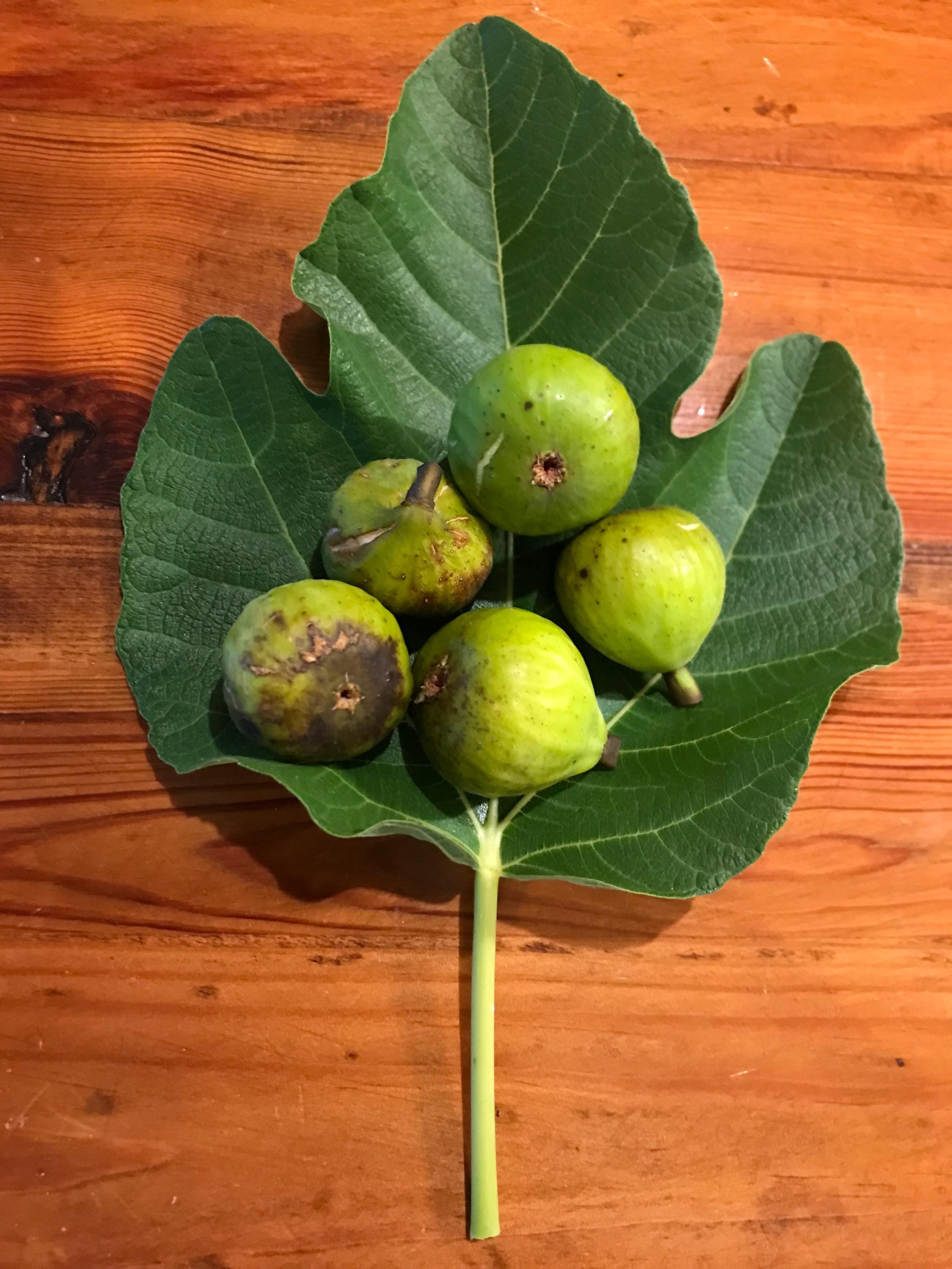 Green Michurinska Fig Tree - Etsy