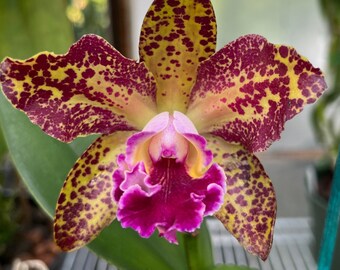 Rlc. Waianae Leopard 'Ching Hua'. Live Cattleya Orchid Mericlone Plant. Blooming Size.