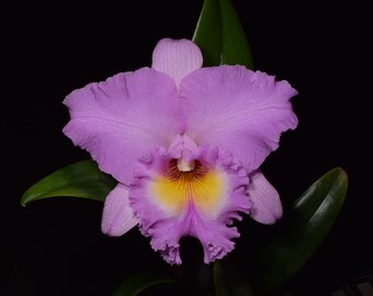 Rlc. Mahina Yahiro 'Julie' Live Cattleya Orchid Large Plant. Blooming Size.