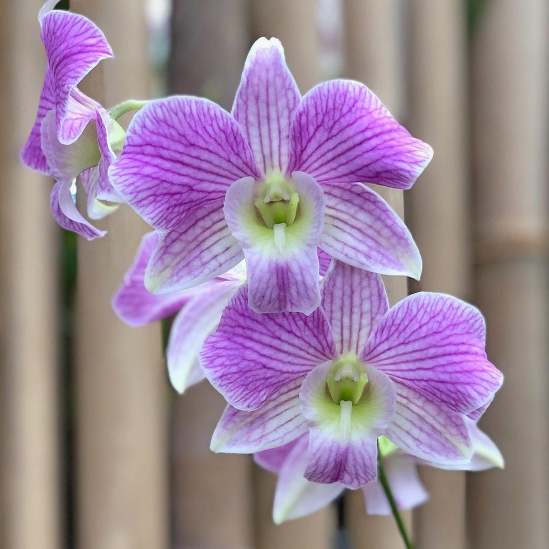 Den. Hawaii Stripes 'volcano Queen'. Live Dendrobium Orchid Plant