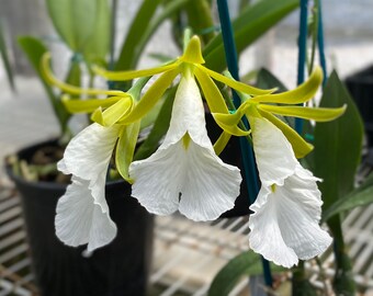 Prostechea (Encyclia) mariae. Live Cattleya Orchid Species Plant. Seddling Size Plants.