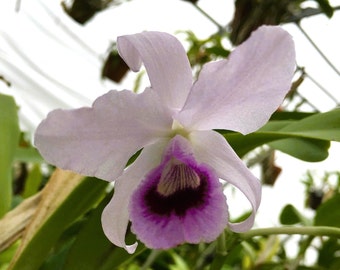 Guarianthe bowringiana 'One in a Million' x self. Live Cattleya Orchid Species Plant. Blooming Size.