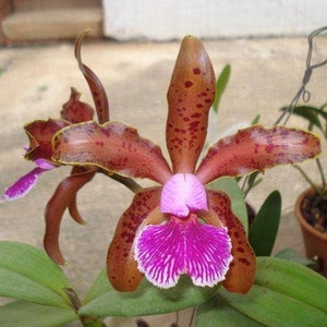 Cattleya Kerchoveana. Live Cattleya Orchid Species Plant. image 1