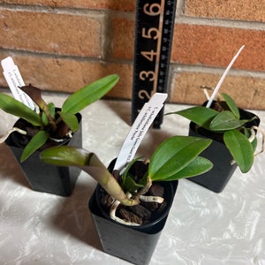 Cattleya Kerchoveana. Live Cattleya Orchid Species Plant. image 4