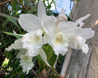 Cattlye White Reception 'N.N'.  Live Cattleya Hybrid Orchid Plant. Blooming Size.