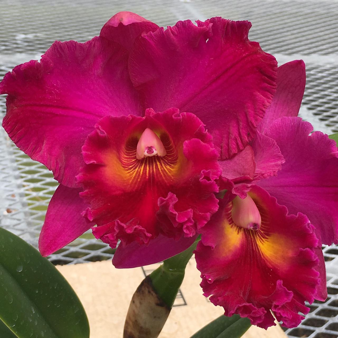 Rhyncattleanthe Cathi Yamanaka'volcano Queen'. Live Cattleya