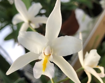 Laelia albida 'Blue Boy'. Live Cattleya Orchid Species Plant.