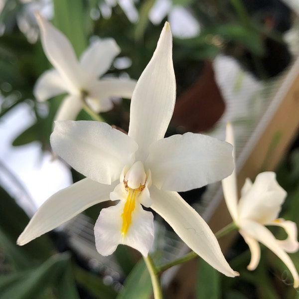 Laelia albida 'Blue Boy'. Live Cattleya Orchid Species Plant.