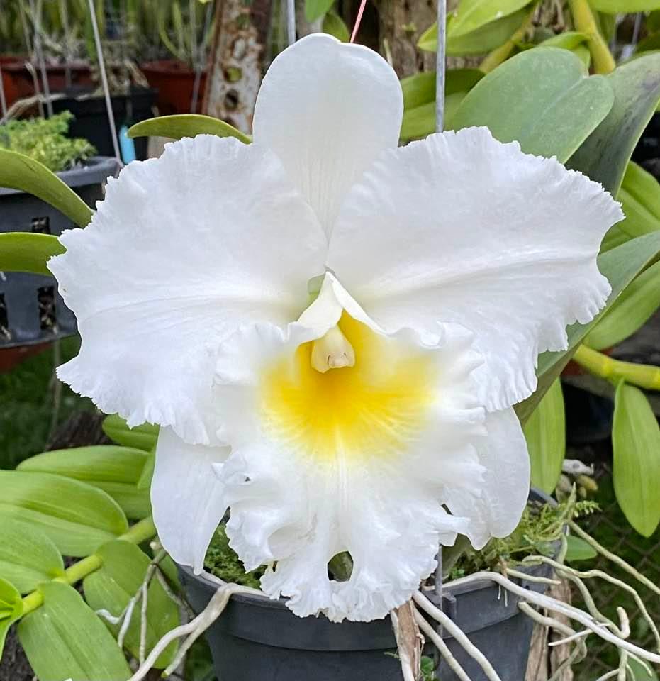 Rlc. Wendy Tanaka 'volcano Queen'. Live Cattleya Hybrid Orchid