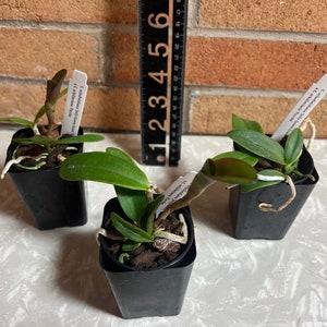 Cattleya Kerchoveana. Live Cattleya Orchid Species Plant. image 3