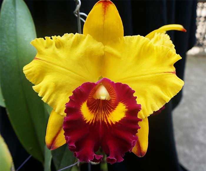Rlc. Liu's Joyance 'chu Bawang'. Live Cattleya Orchid Species