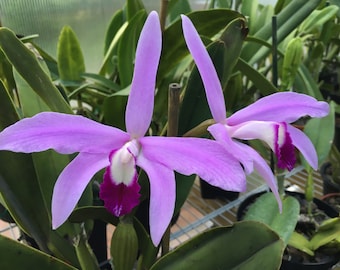 Cattleya perrinii 'Suwada 4N' x 'Sistah'. Live Cattleya Orchid Species Plant.