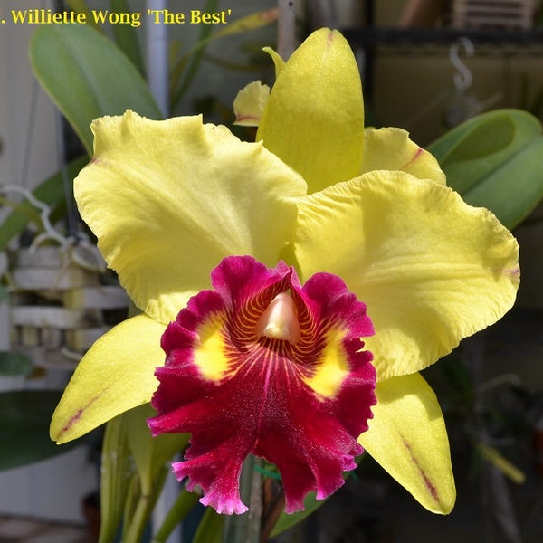 Rlc. Williette Wong 'The Best' Live Cattleya Orchid Species Plants. Blooming Size.