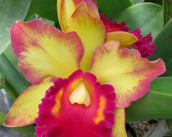 Rlc. Mem. John Odom 'N.N. Cattleya Live Orchid Plant. Blooming Size.