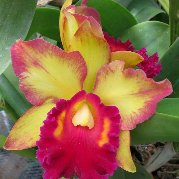 Rlc. Mem. John Odom 'N.N. Cattleya Live Orchid Plant. Blooming Size.