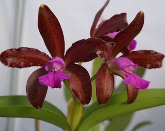 C. tigrina 4N 'Paul' x 'SVO'. Live Cattleya Orchid Species Plant.