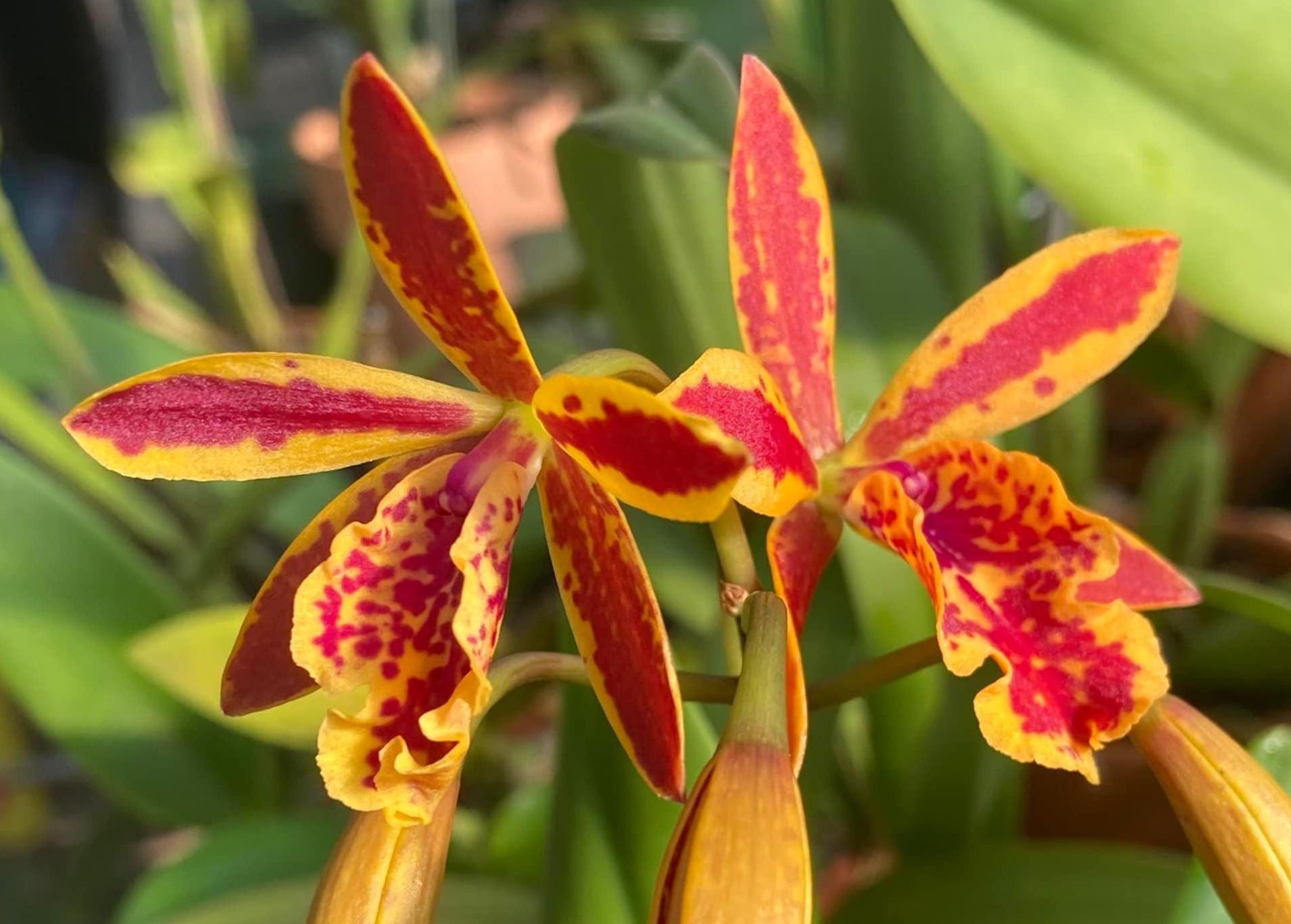 Ett. Volcano Trick 'paradise'. Live Cattleya Orchid Hybrid Plant