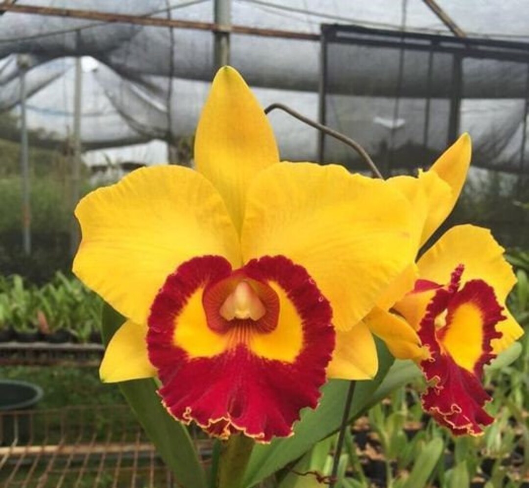 Rlc. Chief Sunlight 'yellow Ruby'. Live Cattleya Etsy