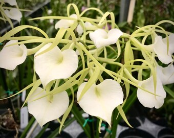 Brassavola Little Stars. Live Cattleya Tribe Orchid Plant.  Blooming Size.