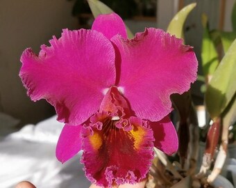Blc. Lake Murray 'Mendenhall' AM/AOS. Live Cattleya Orchid Large Plant. Blooming Size.