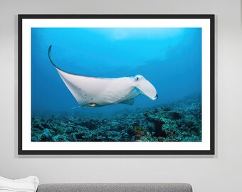 Manta Ray, Manta Ray Print, Animal Print, Wildlife Print, Art Print, Poster Print, Wall Art