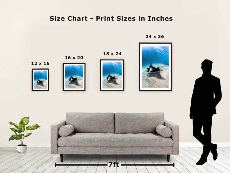 May include: Size chart showing different print sizes for a photograph of a manta ray swimming in the ocean. The sizes are 12x16 inches, 16x20 inches, 18x24 inches, and 24x36 inches.