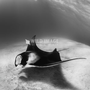 May include: A black and white photograph of a manta ray swimming in the ocean. The manta ray is swimming near the surface of the water and its shadow is visible on the sandy bottom.