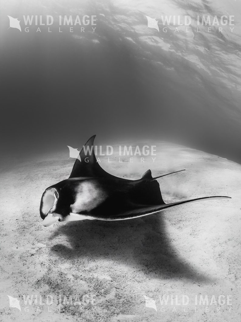 May include: A black and white photograph of a manta ray swimming in the ocean. The manta ray is swimming near the surface of the water and its shadow is visible on the sandy bottom.