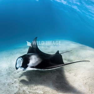 May include: A black and white manta ray swims through clear blue water over a sandy bottom. The manta ray is facing the left side of the image and its mouth is open.