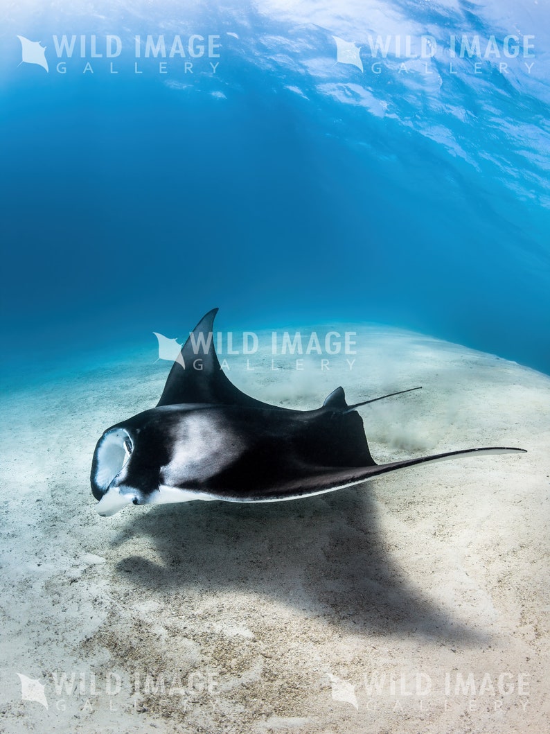 May include: A black and white manta ray swims through clear blue water over a sandy bottom. The manta ray is facing the left side of the image and its mouth is open.